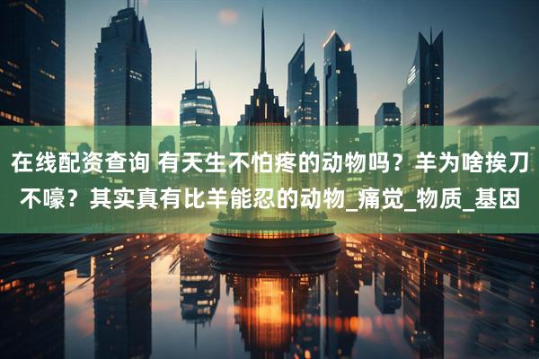 在线配资查询 有天生不怕疼的动物吗？羊为啥挨刀不嚎？其实真有比羊能忍的动物_痛觉_物质_基因